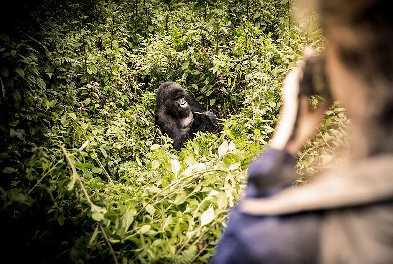 Wilderness Bisate - Gorille
