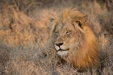 Afrique du Sud - Portrait d'un lion au parc national de Kruger
