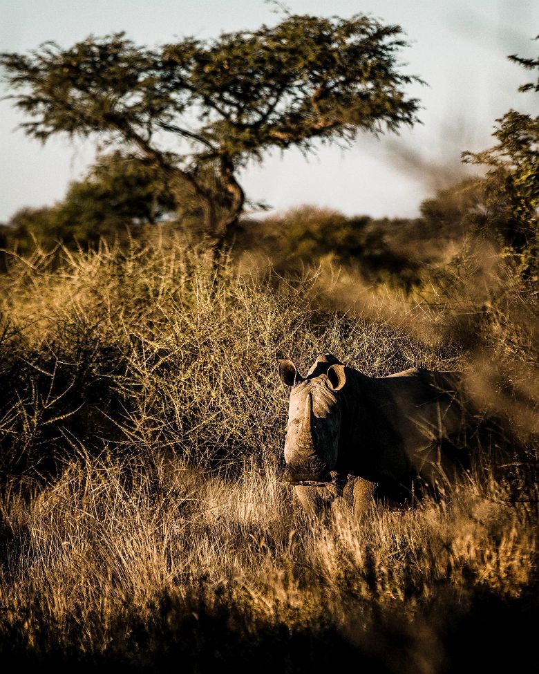 Rhinocéros dans la réserve de Zannier Omaanda