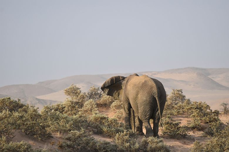 Un éléphant du désert dans le Damaraland 