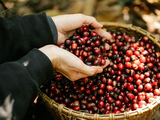 Région du café - Colombie
