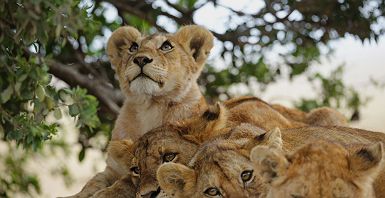 Famille de lions