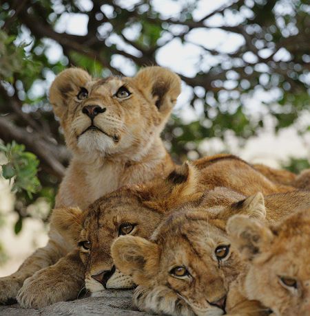 Famille de lions