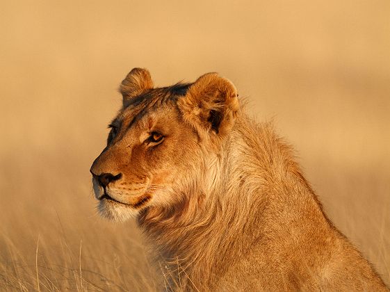 Jeune lion au lever du soleil