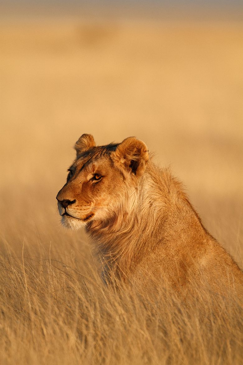 Jeune lion au lever du soleil