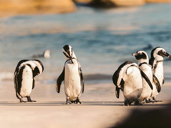 Manchots à Boulders Beach