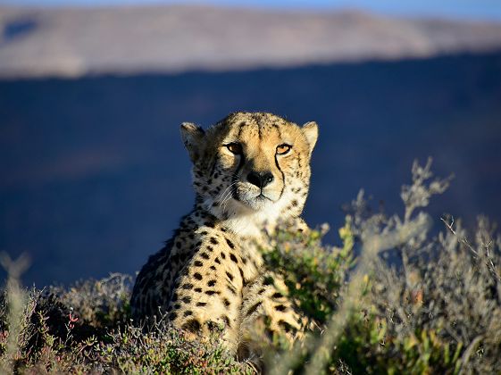 Guépard