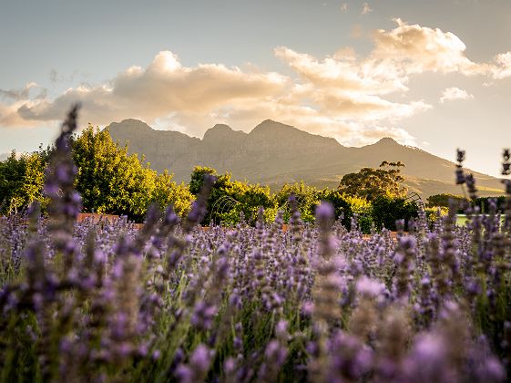 Vue depuis Babylonstoren