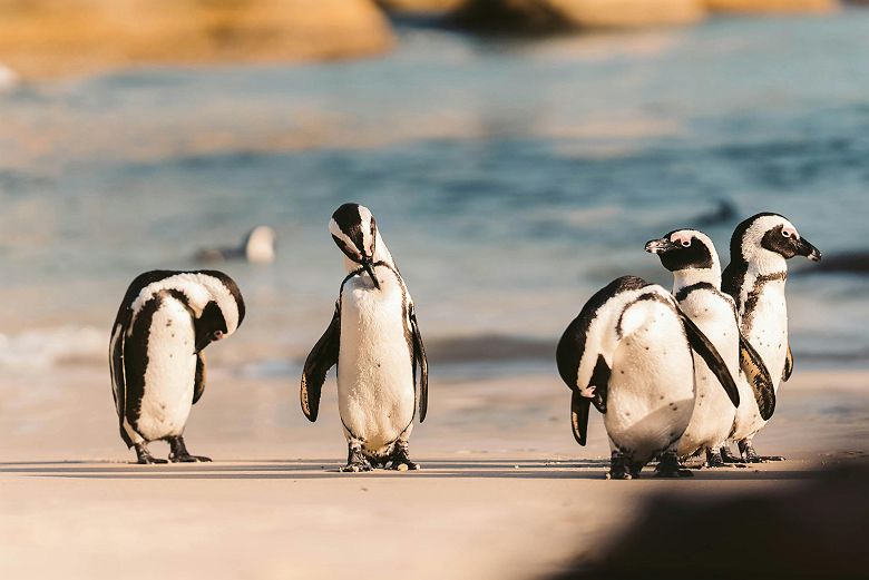 Manchots à Boulders Beach