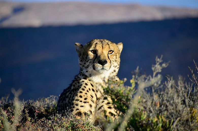 Guépard