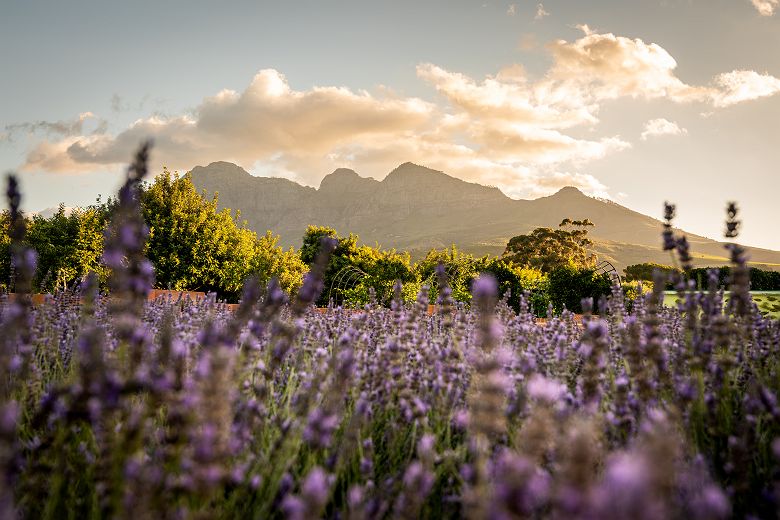 Vue depuis Babylonstoren