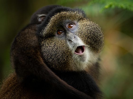 Singes dorés au Rwanda