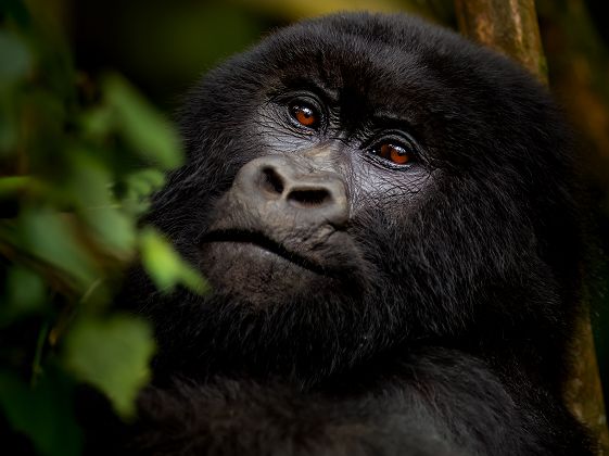 Gorille - Singita Kwitonda dans le parc national des Volcans au Rwanda