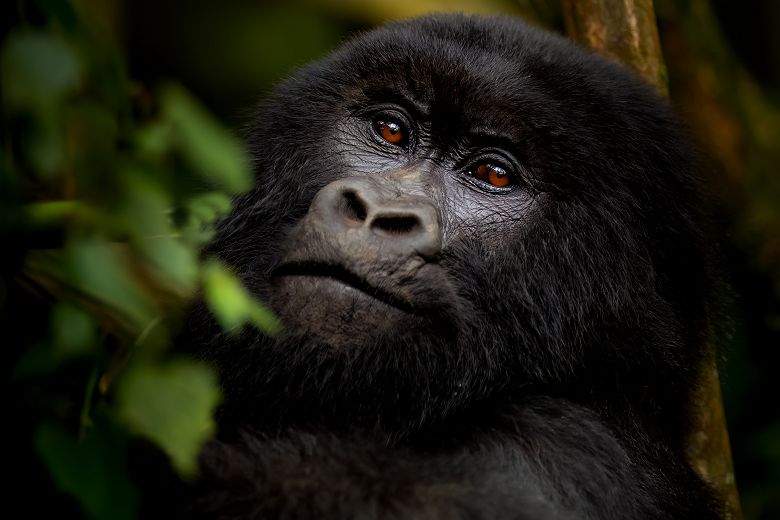 Gorille - Singita Kwitonda dans le parc national des Volcans au Rwanda