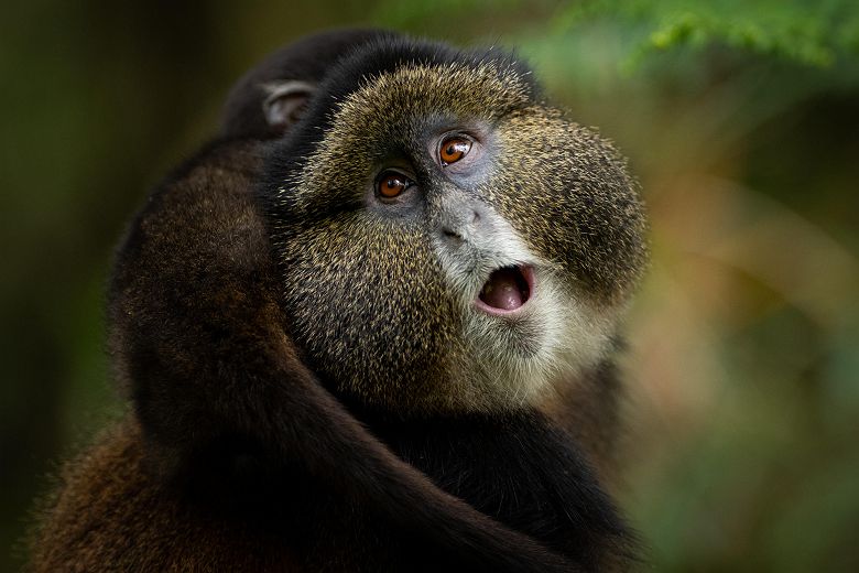 Singes dorés au Rwanda