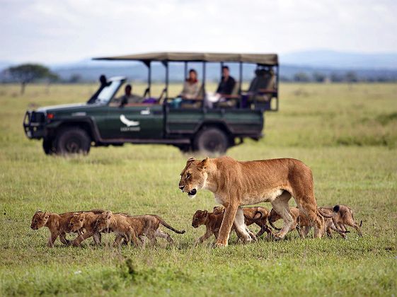 andBeyond Grumeti Serengeti River Lodge - famille de lions lors d'un safari