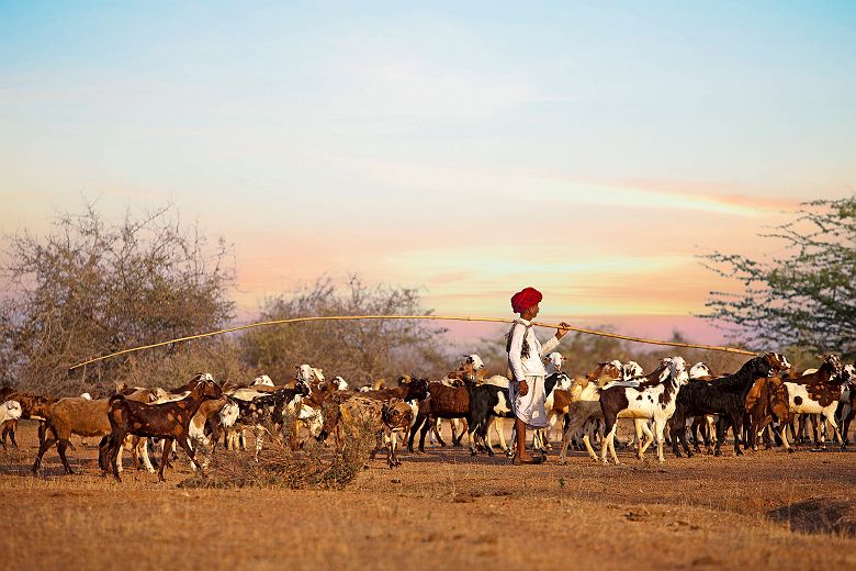 Sujan Jawai Camp - Rabari avec son troupeau
