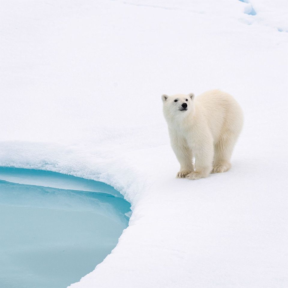 Commandant Charcot - Ponant - Croisière Arctique