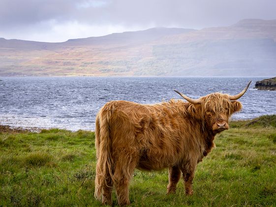Highland Cow Mull - Visit Scotland - Day 10