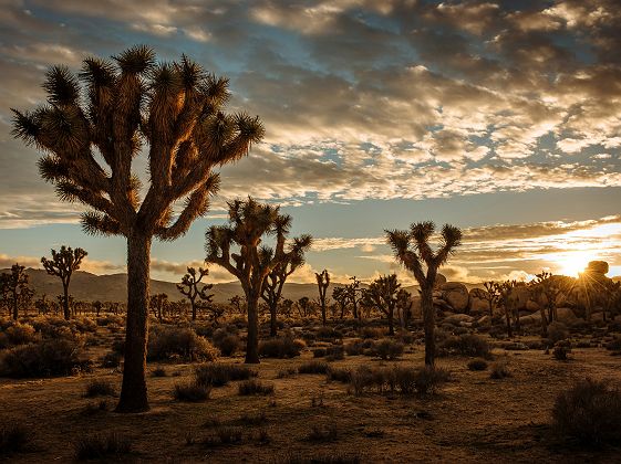Joshua Tree