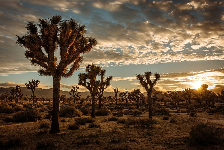 Joshua Tree