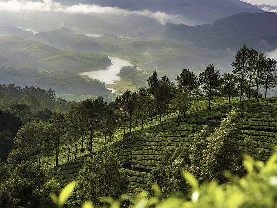 Plantation de thé dans le Kerala - Inde