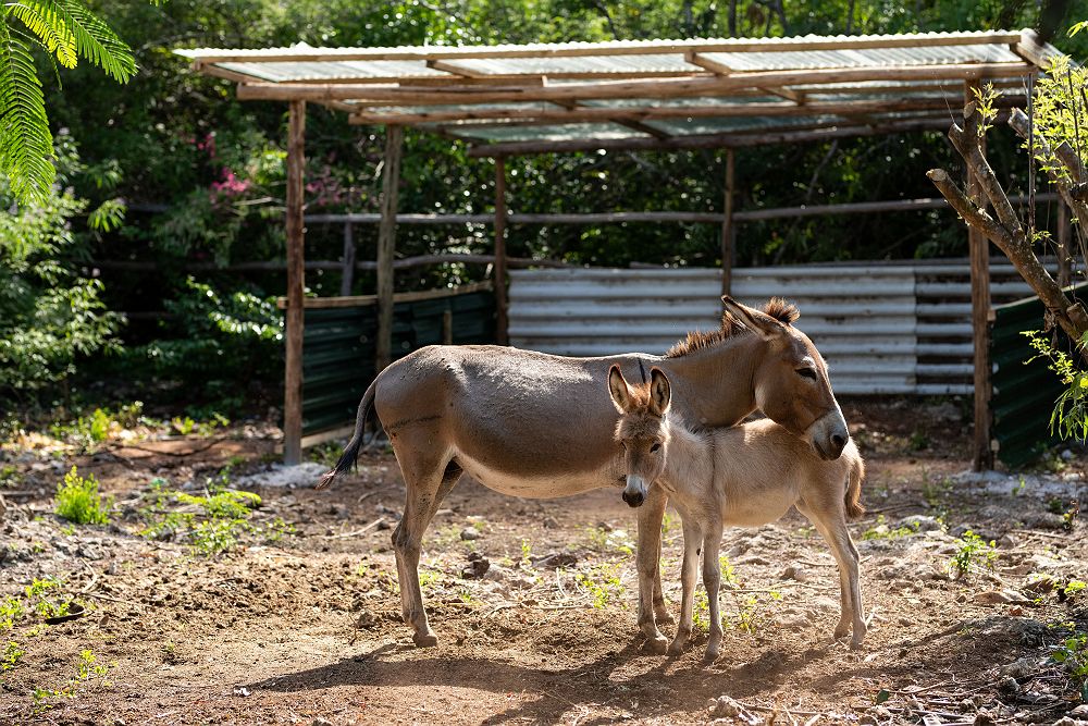 Ferme d'ânes au Melia Zanzibar