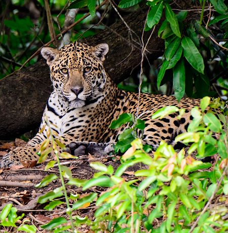 Brésil - Portrait d'un léopard dans la Pantanal