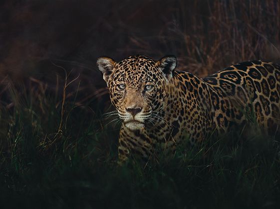 Jaguar - Refugio Ecologico Caiman - Donald Boyd - Brésil