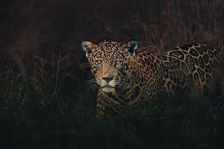 Jaguar - Refugio Ecologico Caiman - Donald Boyd - Brésil