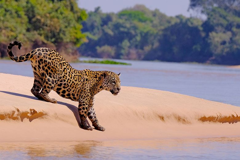 Jaguar près de la rivière Cuiaba - Brésil