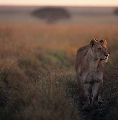 Lionne dans le parc national d'Etosha en Namibie