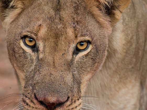 Portrait d'une lionne en safari avec l'Anantara Stanley & Livingstone