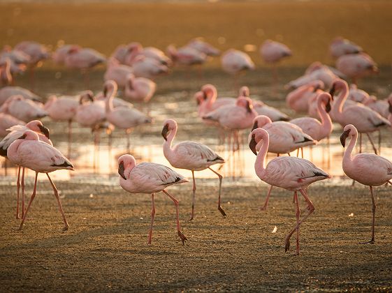 Flamants roses dans la lagune de Walvis Bay en Namibie