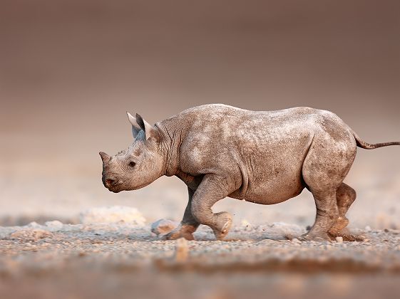 Bébé rhinocéros du désert dans le Damaraland