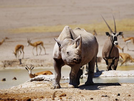 Rhinocéros et antilopes au Parc National d'Etosha - Namibie