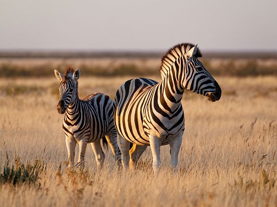 Zèbres dans le parc national d'Etosha