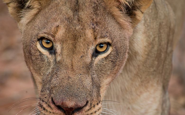 Portrait d'une lionne en safari avec l'Anantara Stanley & Livingstone