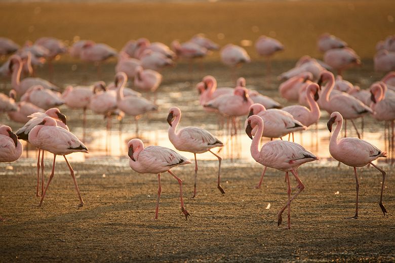 Flamants roses dans la lagune de Walvis Bay en Namibie