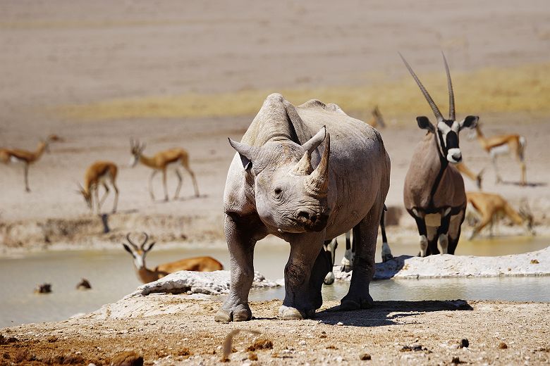 Rhinocéros et antilopes au Parc National d'Etosha - Namibie