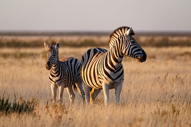 Zèbres dans le parc national d'Etosha