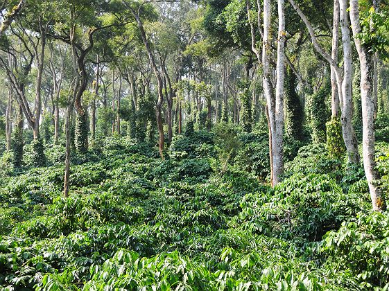 Evolve Back Resort Coorg