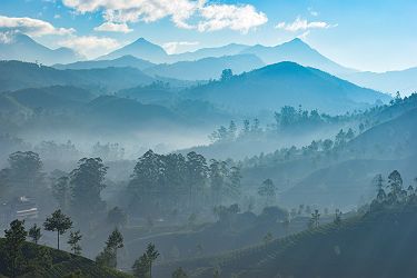Plantation de thé à Munnar, Kerala - Inde