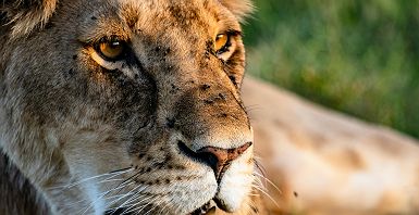 Portrait d'une lionne dans le Masaï Mara