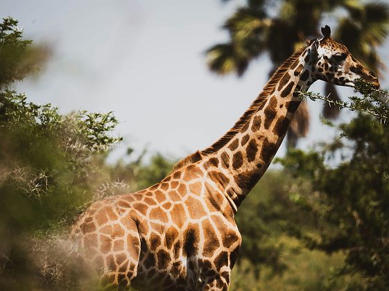 Girafe réticulée