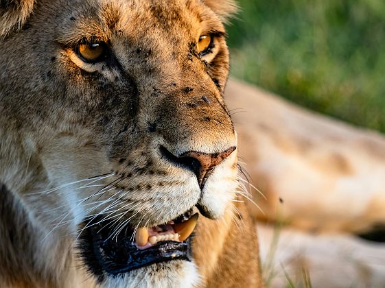 Portrait d'une lionne dans le Masaï Mara