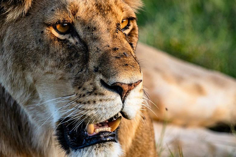 Portrait d'une lionne dans le Masaï Mara