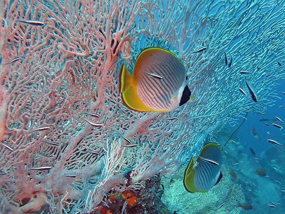 ButterflyFish dans les eaux de Raja Ampat- Crédit @Wayne Wilner