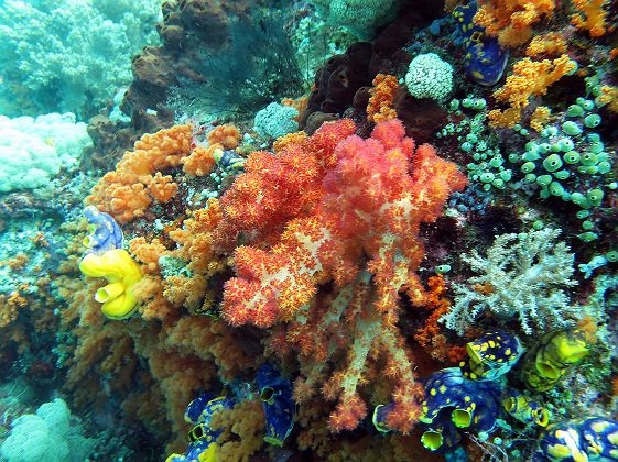 Corail à Raja Ampat- Crédit @Lakshmi Sawitri