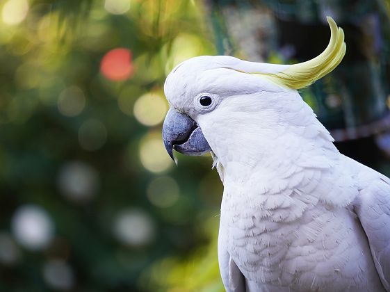 Cacatoes Blanc